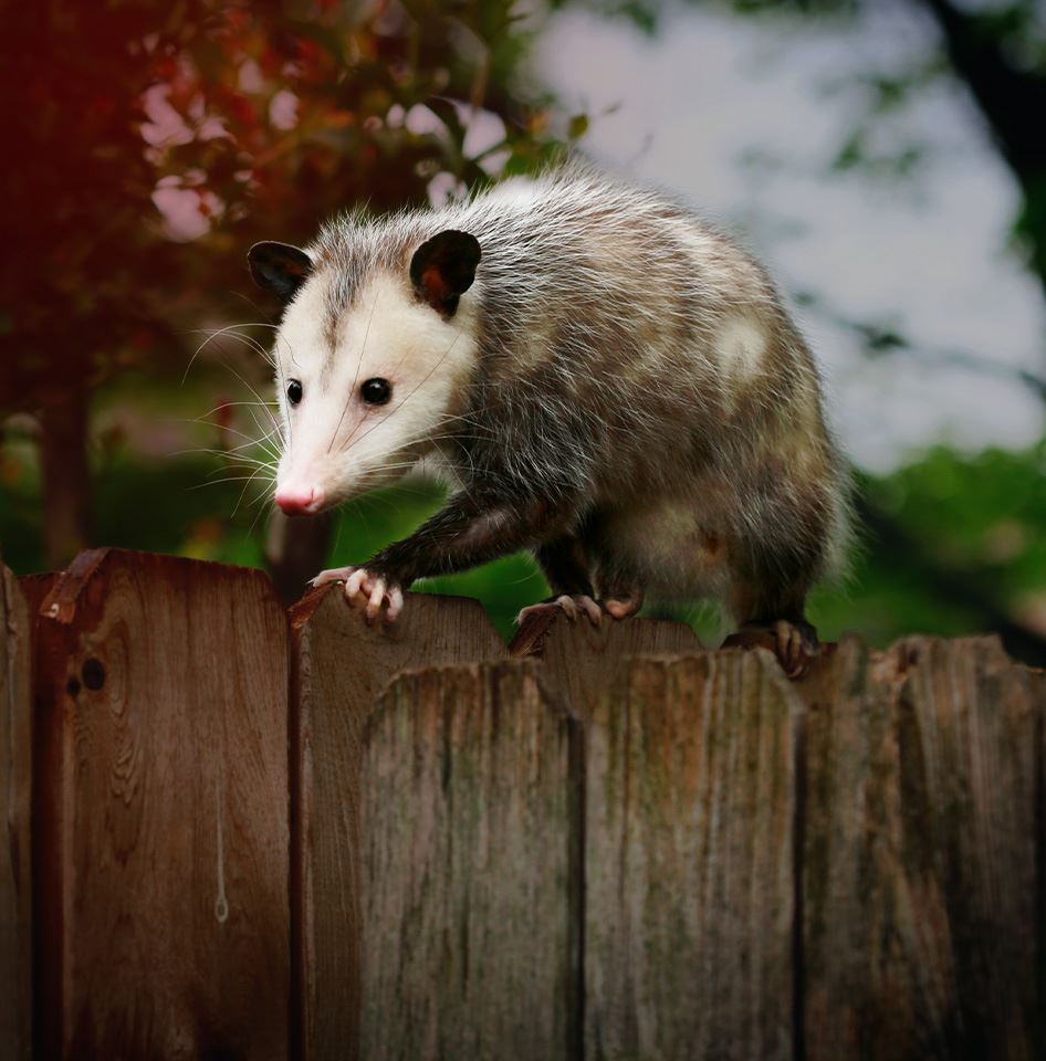 Houston and Dallas/Fort Worth Pest Control | 911 Wildlife