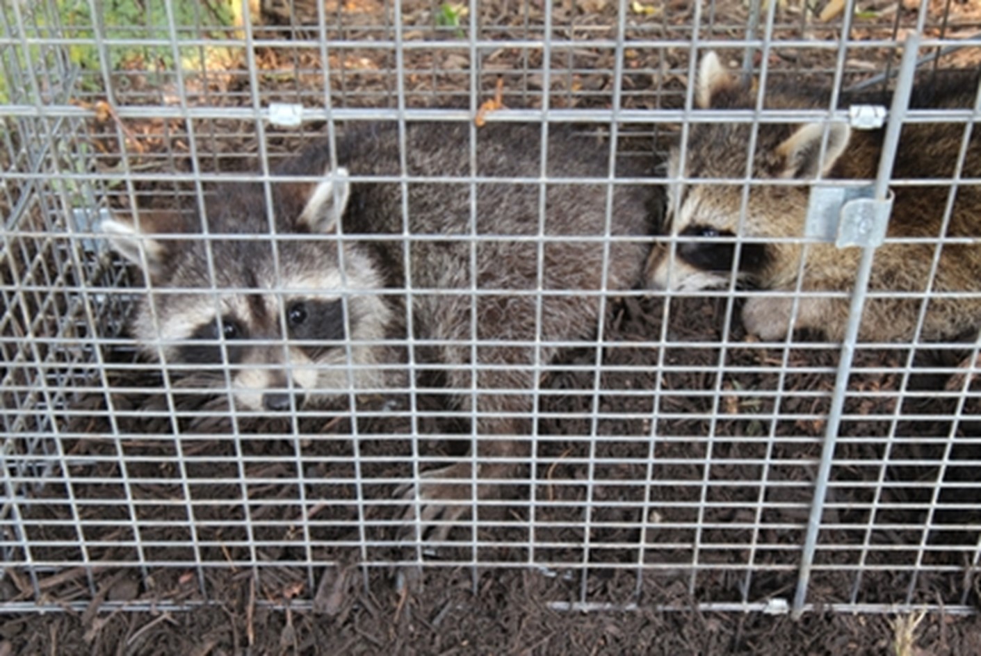 Raccoon Trapping - 2 Raccoons in a trap